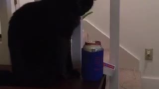 Black cat knocking down items from desk