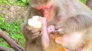 monkey baby wants to eat corn