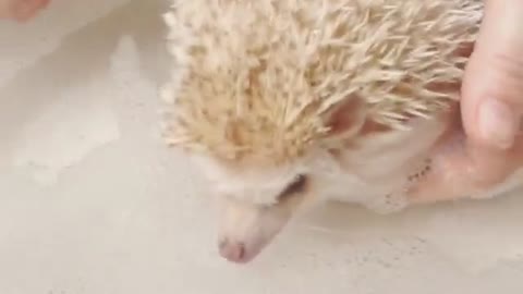 Sweet Hedgehog taking Bath!!