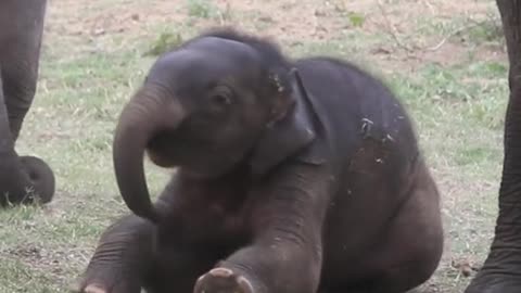Baby elephant fun