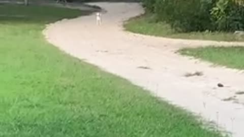 Hippity hop puppy loves to hop like a bunny