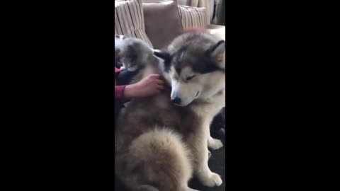 Stubborn funny cute huskies.