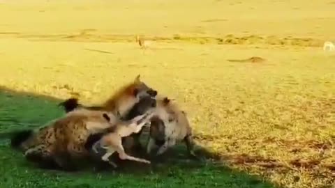 A flock of hyenas tear apart a baby impala with special cruelty.
