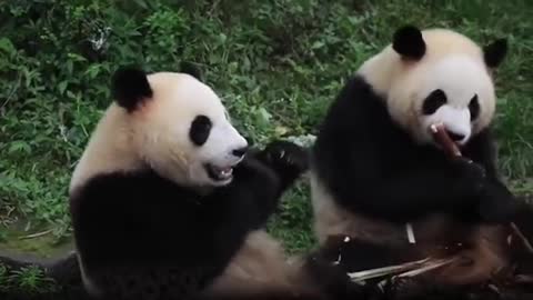 Panda's cuteness is not ordinary