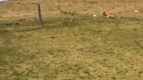 Shirtless man electric fence