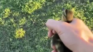 Lost Baby Duck Reunites with Its Family