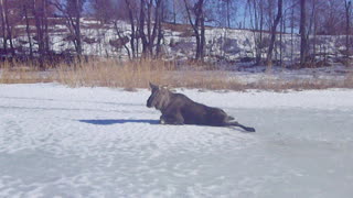 Rescuing a Moose on Ice