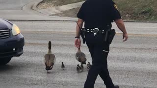 Cop Helps Deliver Ducks Safely Across the Street