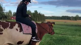 Girl Takes Pet Cow for a Gallop