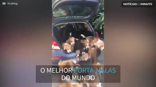 Fofura! Este porta-malas esconde uma surpresa canina!