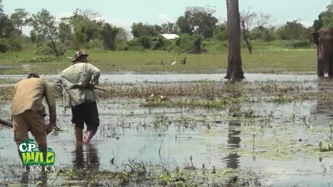 How treat a wild Elephant