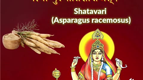 Jai Maa Siddhidhatri - Navratri Day 9 | Shatavari (Asparagus racemosus) Benefits- Associated Herb