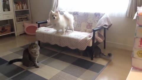 Dog breaks up fight between two cats