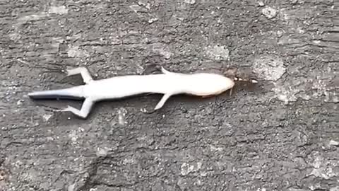 Single ant pulling a dead lizard across an asphalt driveway.