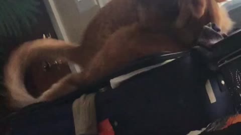 Funny cat video: Cats attack each other on suitcase