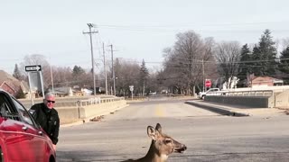 Tow Truck Lifts Car Off Trapped Deer