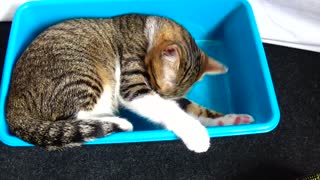 Adorable Kitten Loves Catching His Tail