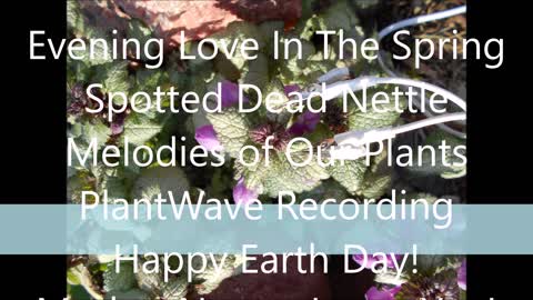 Evening Love In The Spring Spotted Dead Nettle Melodies of Our Plants April 22, 2021