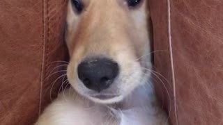 Dog is stuck between cushions