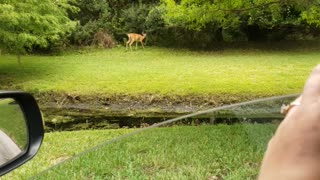 Family of deer