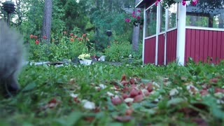 Adolescent hedgehogs have a little battle