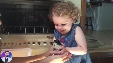 Funny and Cute Baby Moments. Baby Reaction When Play with Chicken