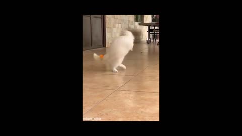 Dog is running and playing with ball