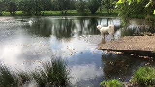 Polish Tatra sheepdog v swan