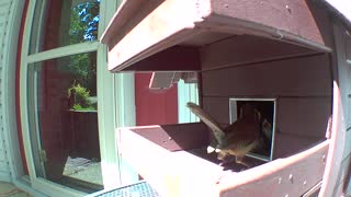 Caroline Wren babies