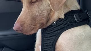 Sleepy Puppy Fights Off Snoozing in Car