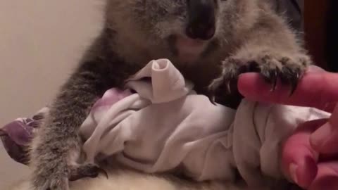 Baby koala finds a new mum!