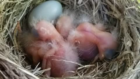 Nest of Newborn Baby Robins