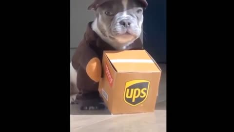 Dog courier