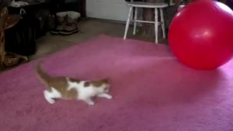 Cute cat playing with Laser Sight