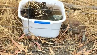 Echidna Keeps Clean in Canberra