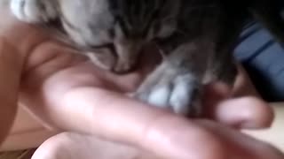 Gatito confunde mano humana con leche materna