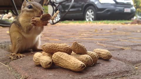 Squirrel fills mouth with peanuts and eating peanuts
