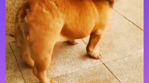 Funny Bulldog Video