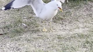 Seagulls are so cute birds