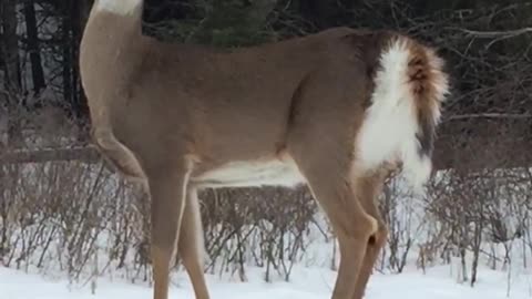 Deer stops running when stranger comes out of house