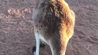 Old Kangaroo Takes a Break