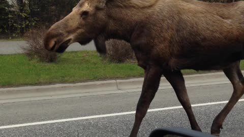 Mama Moose And Her Young Get Police Escort Off The Road