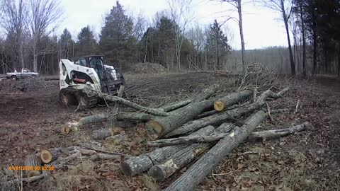 Powerline path trees cut into firewood
