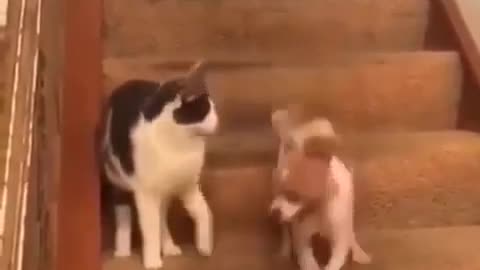 Very funny moment. The dog ran away from the cat😂🤣😅