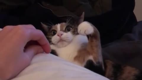"Broken" cat delivers hilarious facial expression