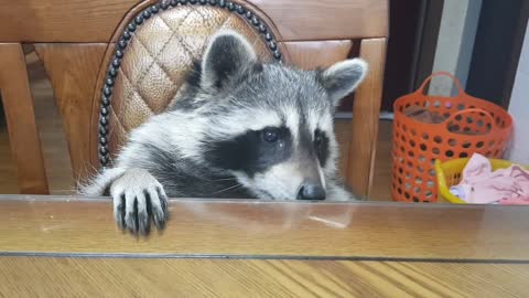 Pet raccoon eats strawberry, spits out the stem