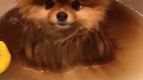 Cute Lit Dog Funny Moments While Taking Bath^^
