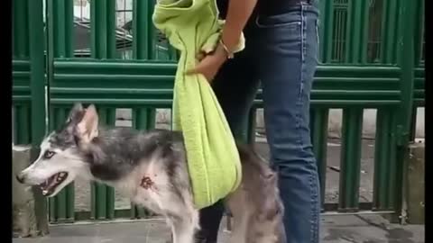 Woman saves dog's Life !! Abandoned Siberian Husky.