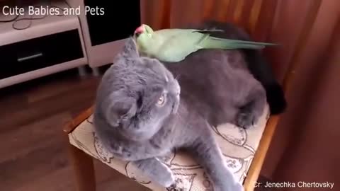 funny parot annoying cats compilation....very funny videos..