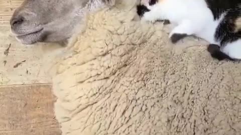 Cat gives sheep a massage!